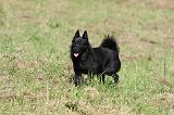 SCHIPPERKE 698